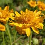 Haplopappus glutinosus Flower