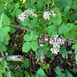 Rubus ulmifolius Feuille