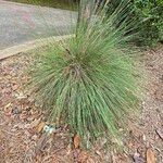 Muhlenbergia capillaris Levél