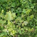 Fagopyrum tataricum ফুল