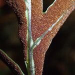 Bolbitis auriculata Leaf