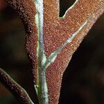 Bolbitis auriculata Blad