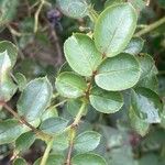 Rosa arvensis Blad