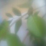Eugenia uniflora 葉
