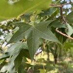 Acer truncatum Leaf