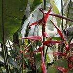 Heliconia collinsiana Flor