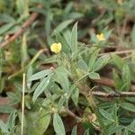 Stylosanthes fruticosa Flower