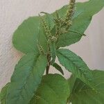 Amaranthus viridis葉