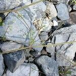 Ptychotis saxifraga List