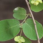 Monanthotaxis obovata Leaf