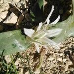 Ornithogalum lanceolatum Flor