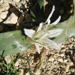 Ornithogalum lanceolatum Квітка