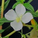 Monochaetum macrantherum Flower