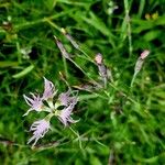 Dianthus superbus പുഷ്പം