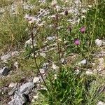 Valeriana montana অভ্যাস