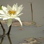 Nymphaea lotusBlüte