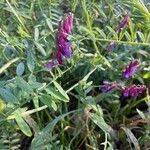 Vicia villosaफूल