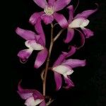 Laelia autumnalis Blomst