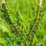 Paspalum distichum Fleur