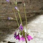 Primula matthioli Habitus