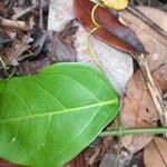 Passiflora laurifolia Folio