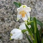 Leucojum vernum 花