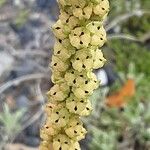 Reseda luteola Fruct