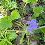 Viola × bavarica Blomst