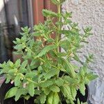 Teucrium scordium Mosusu