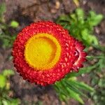 Xerochrysum bracteatum Квітка