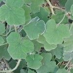 Pelargonium tomentosum Hoja
