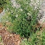 Erigeron canadensis Habit