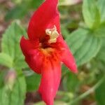 Mimulus cardinalis Flor
