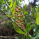 Coriaria myrtifolia Kvet