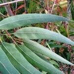 Eucalyptus ovata Lehti
