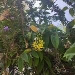 Tristellateia australasiae फूल