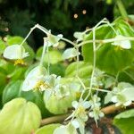 Begonia convolvulacea Fruit