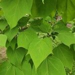 Catalpa bungei Blatt