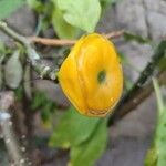 Leuenbergeria bleo Φρούτο