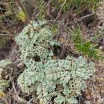 Scabiosa turolensis Foglia