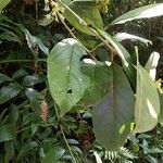 Cestrum megalophyllum 葉