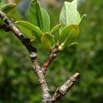 Salix caesia Mosusu