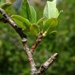 Salix caesia Beste bat