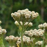 Achillea alpina Кветка