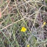 Jasminum nudiflorumŽiedas