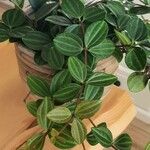 Peperomia quadrangularis Hoja