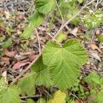 Rubus moluccanus ഇല