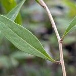 Lycium barbarum Blad