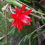 Disocactus ackermannii Flower
