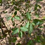 Combretum padoides Hoja